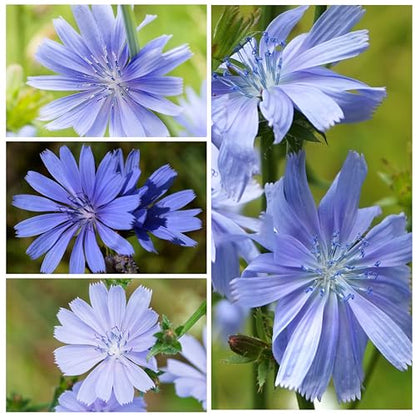 Seed Needs Chicory Seeds to Plant Italian Dandelion Blue Flowers 5 Packs - size: 5 Packs, style: Italian Dandelion
