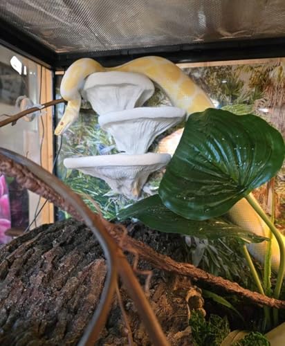 Mushroom Ledge for Terrarium – Climbing & Resting Platform with Suction Cups (Bone, 6''x4.5''x5.25'') - color: Bone