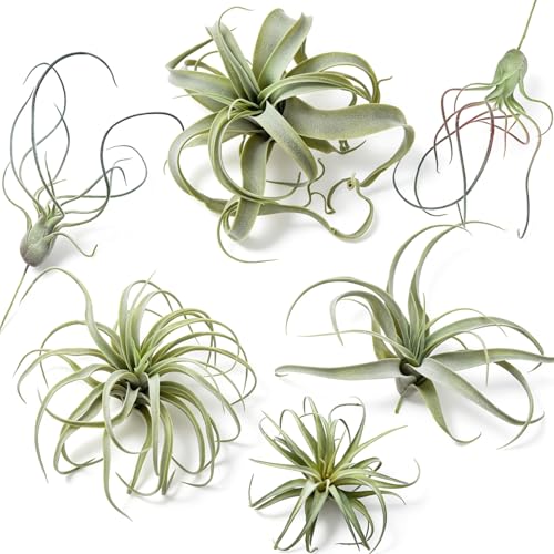 6 Pcs in 5 Sizes Artificial Air Plants that Look Real Flocked Bromeliads Faux Succulents Arrangement Greenery Fake Plants for Terrarium DIY Home Indoor Centerpiece Table Fairy Garden Decor - color: 6 Pcs in 5 Sizes