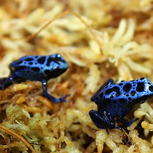 Sphagnum Moss, Dried Spagnum Dry Moss for Reptiles Bedding and Terrarium, Pet Supplies, 150g