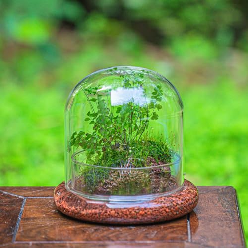 Small Glass Cloche Dome with Base for Plants 5.9 x 5.9 x 5.7 Inch | Clear Glass Cloche Bell Jar - Home Tabletop Display Terrarium, Indoor Decorative (No Plants Included)