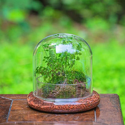 Small Glass Cloche Dome with Base for Plants 5.9 x 5.9 x 5.7 Inch | Clear Glass Cloche Bell Jar - Home Tabletop Display Terrarium, Indoor Decorative (No Plants Included)