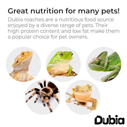 200 Medium 5/8 Inch Dubia Roaches Live, Ideal for Amphibians & Invertebrates, Nutritious & Easy to Keep Live Cockroaches, Perfect for Reptiles, Birds, Rodents, Fish, and More