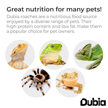 200 Medium 5/8 Inch Dubia Roaches Live, Ideal for Amphibians & Invertebrates, Nutritious & Easy to Keep Live Cockroaches, Perfect for Reptiles, Birds, Rodents, Fish, and More
