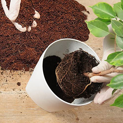 Home and Country Triple Washed Compressed Coco Coir Brick (40 LBS) - Coco Fiber is an Ideal Compost Starter for Your Home Garden. Coco Coir Bricks Provide Organic Alternative to Peat Moss for Plants. - size: 40 Pound