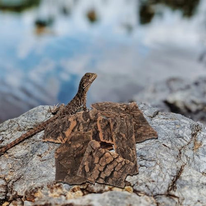Homoyoyo 10Pcs Reptile Tree Bark Decor Natural Cork Bark Platform for Lizards Turtles Chameleons Terrarium Climbing and Basking Habitat Accessories