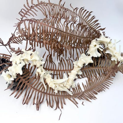 Taxidermy Real Fox Spine Decor - Model Animals Bones Specimen, Taxidermy Supplies for Science Education, Collection (Fox Spine) - style: Fox Spine