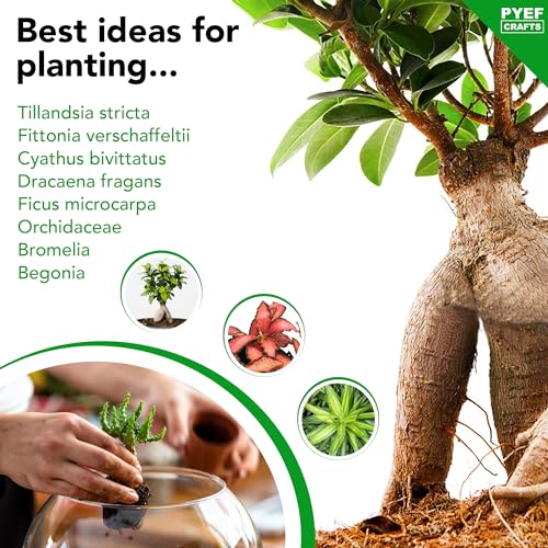 Terrarium Kit, Succulents & Indoor Plants Set DIY | Starter Pack for Any Plant – Build Your Own Ecosystem – Supplies for 64 fl oz Jar or Pot – (Jar & Plants Not Included)
