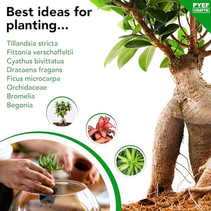Terrarium Kit, Succulents & Indoor Plants Set DIY | Starter Pack for Any Plant – Build Your Own Ecosystem – Supplies for 64 fl oz Jar or Pot – (Jar & Plants Not Included)
