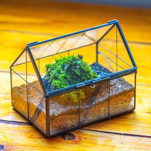 NCYP Mini Glass Terrarium with Lid - 6.1" x 4.25" x 4.92" House Shape Closed Planter for Mini Cactus, Succulents Plant, Moss - Home Garden Office Tabletop Geometric Decor, Black (Terrarium Only) - size: 6.1x4.25x4.92 inches