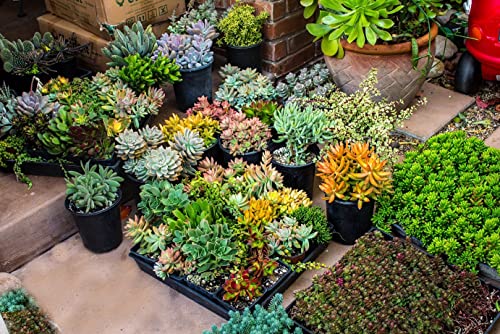 Fat Plants San Diego Premium Cacti and Succulent Potting Mix Soil - for Cactus Palm Tree Citrus Plant Grown in Gardening Containers - Indoors & Outdoors Use - with Natural Food/Fertilizer - size: Gallon