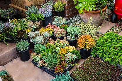 Fat Plants San Diego Premium Cacti and Succulent Potting Mix Soil - for Cactus Palm Tree Citrus Plant Grown in Gardening Containers - Indoors & Outdoors Use - with Natural Food/Fertilizer - size: Gallon