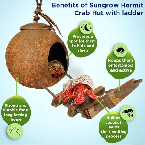 SunGrow Hermit Crab Coco Hut with Ladder, Hamster & Hermit Crab Hideout, Coconut Hide for Reptiles, Crab Cage Climbing Toys, Coconut Shell Mouse House, Habitat Tank Accessories, 5"
