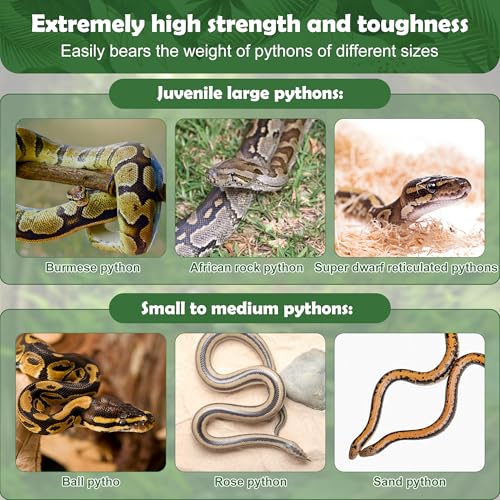 Snake Enrichment Rings for Ball Python, Climbing Toys for Corn Snake Enrichment Toys Snakes Climbing Accessories for Terrarium, Bearded Dragon, Chameleon, Iguana, Gecko, Parrot(Symmetry)