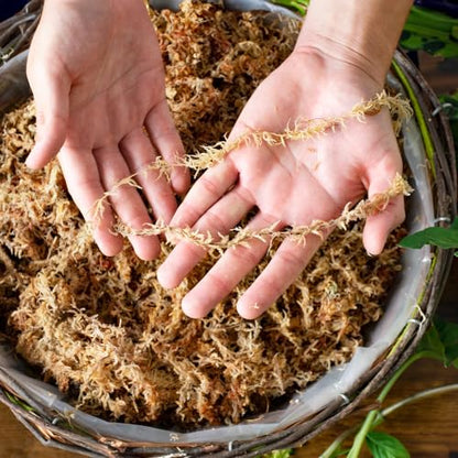 SuperMoss (22325) Orchid Sphagnum Moss Dried, Natural, 1 Pound Mini Bale - size: 1.1 lbs, style: Mini Bale