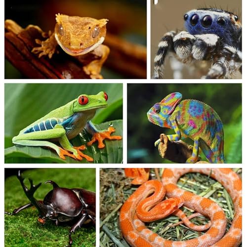 Reptile Climbing Stick – Flexible Snake Climbing Branch, Natural Tank Decor Vine | Terrarium Setup Branch Decoration, Habitat Enrichment for Tree Frogs, Lizards, Geckos, Chameleons, Iguanas