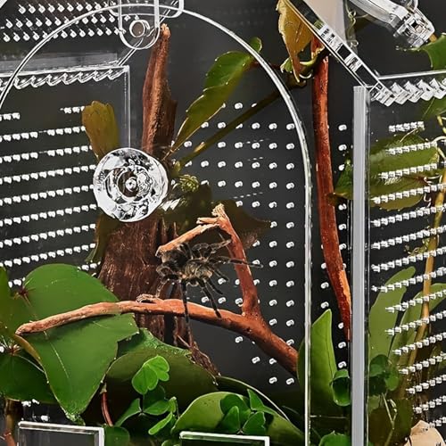 Clear Acrylic Reptiles Terrarium Breading Box with Removable Top Lid Ventilation Hole 12x12x20cm for Science Experiment Clear Herpeton Enclosure
