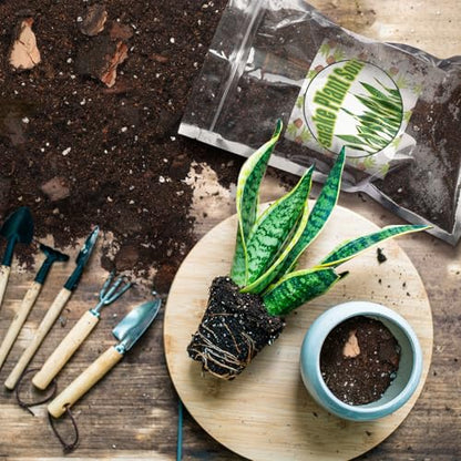Doter Premium Snake Plant Soil Mix 2qt, Indoor Plants Potting Mix for All Potted Snake Plants, Promote Healthy Growth and Easy Care - size: 2qt