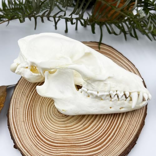 Taxidermy Real Animals Skull Decor - Model Animals Bones Specimen,Taxidermy Supplies for Science Education,Collection (Raccoon) - style: Raccoon Skull