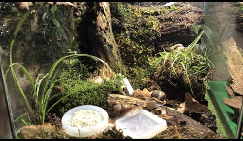 Terrarium Pro Kit – The Ultimate Snail Care Starter Pack for Giant African Land Snails, Helix Aspersa, Helix Pomatia, Grove Snails, etc