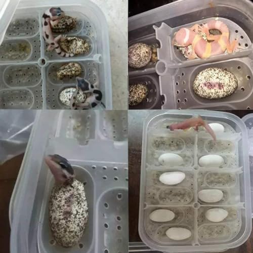 Reptile Incubation Box Reptile Incubator Egg Tray Hatching Box with 12 Grids for Turtle Gecko Lizards Mane Reptile Egg Incubators