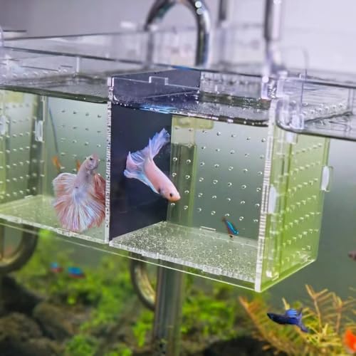 Acrylic Fish breeding Box, Fish Separation Breeder Box Acrylic Fish Tank Breeding Isolation Box for Aquarium Hatchery Incubator with Suction Cups for Baby Fishes Shrimp Clownfish (6*6*8inch)