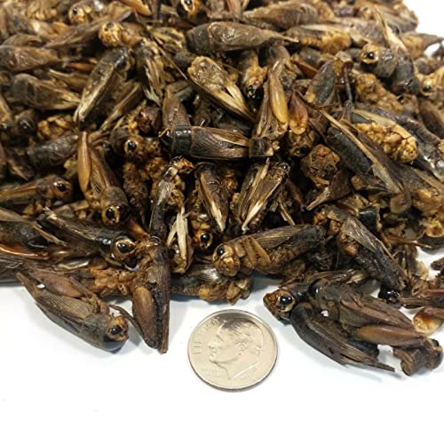 Crickets - Freeze Dried Crickets for Tropical Fish, Reptiles, Turtles, Tortoises Frogs, Hamsters, Birds, Rodents…8oz Med Jar