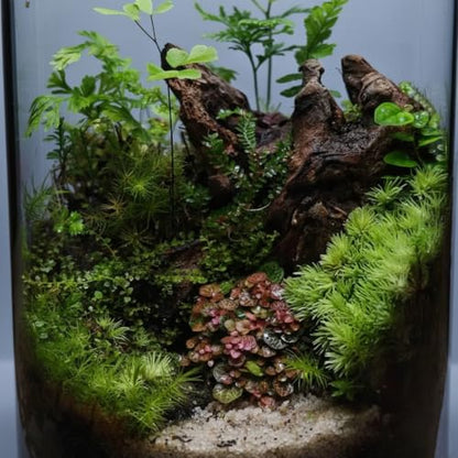 2pcs emours Natural Mopani Wood Fish Tank Decor Aquarium Driftwood Terrarium Wood, 11-16 in - size: Medium (12–16 in / 30–40 cm)