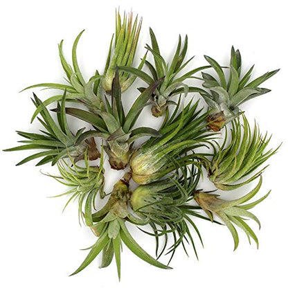 6 Inch Glass Mountain Bowl DIY Terrarium Kit with Sand, Gold Flakes and 3 Live Tillandsia Air Plants for Indoor Gardens and Home Decor