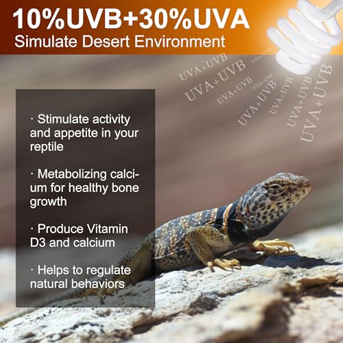 Reptile Heat Lamp Bulb and UVB Reptile Light Bulb 10.0, 100 Watt UVA Daylight Basking Spot Light with 23W UV Spiral Compact Florescent Terrarium Lamp