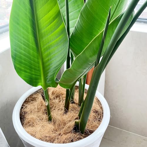Natural Organic Coconut Husk Silk, Pure Coconut Shell Fiber Orchid Plant Coconut Fiber Substrate Coco Coir Fiber Greenery Covering (0.22 pounds)