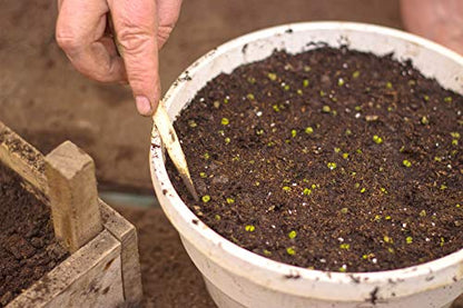 Organic Sphagnum Peat Moss by Perfect Plants - 8 Dry Quarts Absorbs Essential Nutrients When Added to Soil and Enriches Plant Roots - Indoor and Outdoor Soil Medium and Acidifier - size: 8qts.