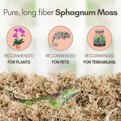 Mossify Premium Sphagnum Moss for Plants 500g, 1.1 lbs – Long Fiber Moss for Plants Indoor, Orchids, Terrariums, Gardening, Reptiles – Moisture Plant Moss for Propagation, Soil & Habitat Bedding - size: 500g (1.1 lbs)