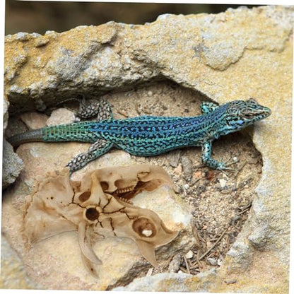 POPETPOP Resin Dinosaur Skull Aquarium Hideout for Shrimp and Reptiles Tank Decor for Freshwater and for Terrarium Landscapes and Boys and Girls Rooms