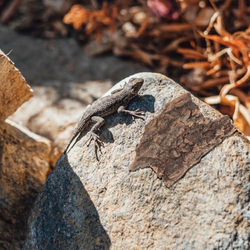 Homoyoyo 10Pcs Reptile Tree Bark Decor Natural Cork Bark Platform for Lizards Turtles Chameleons Terrarium Climbing and Basking Habitat Accessories