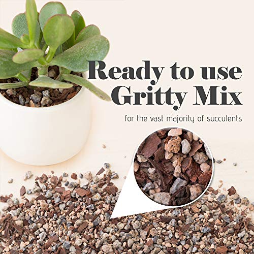 Bonsai Jack Succulent, Cactus and Bonsai Soil - Jacks Gritty Mix - 2 Quarts – Fast Draining – Fight Root Rot – Optimized pH - size: 1/2 Gallon (2 Dry Quarts)