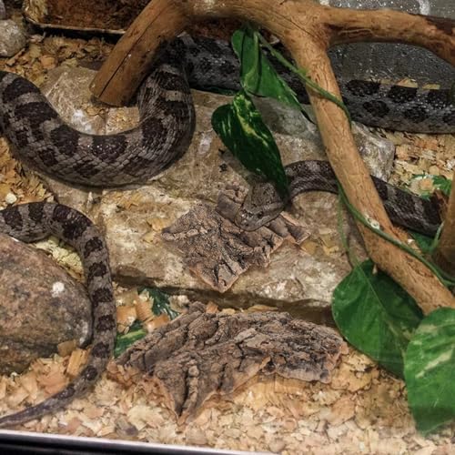 Garneck 4pcs Reptile Tree Bark Decor, Natural Cork Bark Climbing Hide for Reptiles, Terrarium Decorations for Lizards and Snakes