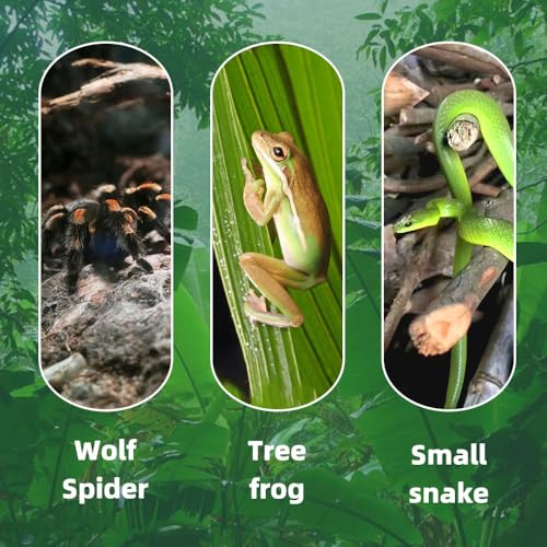 Jumping Spider Terrarium, Reptile Tank Habitat with Locking Acrylic Feeding Box for Tarantula, Isopod, Gecko, Snake (12x8x6)
