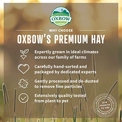 Oxbow Orchard Grass Hay for Small Pets – All-Natural Long Strand Fiber Hay for Rabbits,Guinea Pigs,Chinchillas,and Hamsters – Supports Digestive Health and Enrichment-– 40 oz Bag,(Pack of 2) - size: 40 Ounce (Pack of 2)