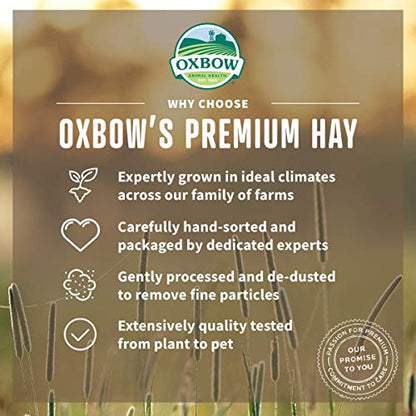 Oxbow Orchard Grass Hay for Small Pets – All-Natural Long Strand Fiber Hay for Rabbits,Guinea Pigs,Chinchillas,and Hamsters – Supports Digestive Health and Enrichment-– 40 oz Bag,(Pack of 2) - size: 40 Ounce (Pack of 2)