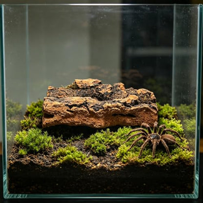 10pcs Reptiles Terrarium Background, 4x2 Natural Bark Sheets for Shelter & Train, Climbing Wall Mat Tank Accessory for Frog, Lizard, Snake, Bearded Dragon