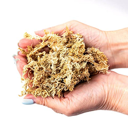 GARDENERA Premium Sphagnum Moss - Organic Hand Mixed New Zealand Long Fibered Sphagnum Moss Orchid - 3 Quart Bag - size: 3 QUART
