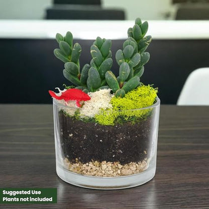 Cute Farms Glass Terrarium Kit | Just Add Your Own Plants (Two Glass Cylinders (3.25")) - style: Two Glass Cylinders (3.25")