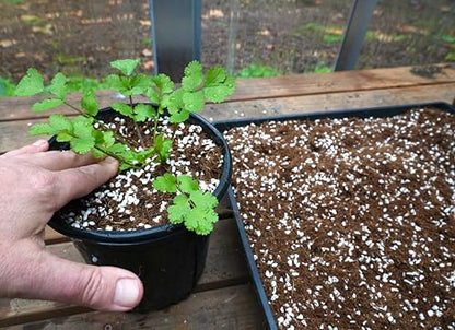 Happy Trees Coco Coir and Perlite 70/30 Growing Medium, Potting Mix, Seed-Starting, Premium Quality Triple-Washed for Low Salt/EC, pH Balanced Loose Coconut Fiber, Peat-Free, 50L (1.8 cu.ft.) - size: 50L