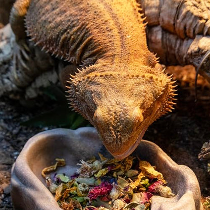Zoo Med Lizard Flower Food Topper 1.4 oz - Pack of 2