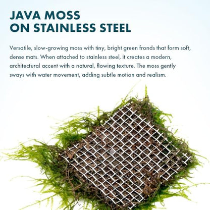 SubstrateSource Live Aquarium Plants on Driftwood, Lava Rock, Moss, Fiber Mat - Freshwater Fish Tanks - Easy, Beginner Friendly (Java Moss on Stainless Steel, (1 Pack)) - color: Java - Stainless Steel, size: 1 Pack