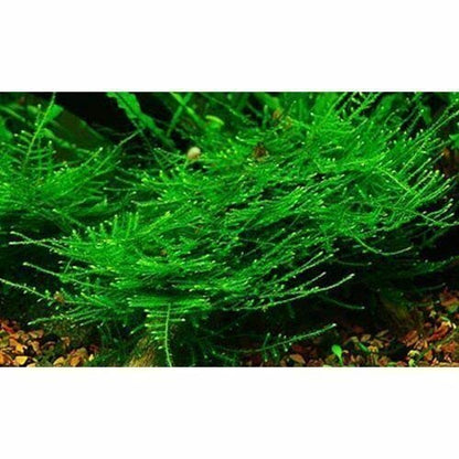 Moss for Aquariums | Live Aquatic Moss (Christmas Moss, 1) - style: Christmas Moss