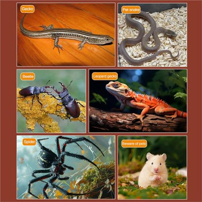 Transparent Reptile Enclosure, 180° Rotating Lidded Habitat for Geckos, Snakes, Spiders and Small Pets – Breathable Acrylic Terrarium, Clear View Amphibians Tank for Reptile Lovers
