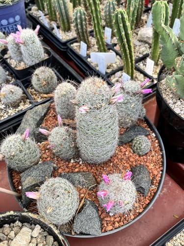 Horticultural Calcined Clay Soil Bonsai Cactus Soil Additive for Succulent Plants (5 QT, 1/4 inch)