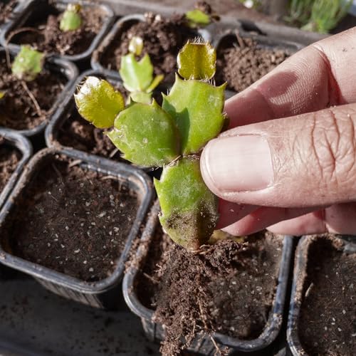 Doter Christmas Cactus Potting Soil Mix 2qt, Ideal for Succulents, Christmas Cacti, and Other Indoor Potted Plantings - size: 2qt